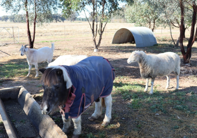 Four-legged Friends at Hildasid Farm